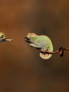 Preview wallpaper branches, reptiles, chameleons, couple