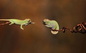 Preview wallpaper branches, reptiles, chameleons, couple