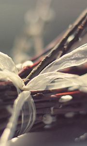 Preview wallpaper branches, ribbons, plant