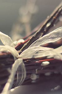 Preview wallpaper branches, ribbons, plant