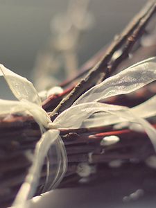 Preview wallpaper branches, ribbons, plant