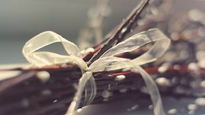 Preview wallpaper branches, ribbons, plant