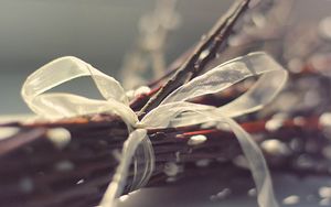 Preview wallpaper branches, ribbons, plant