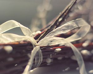 Preview wallpaper branches, ribbons, plant