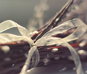 Preview wallpaper branches, ribbons, plant