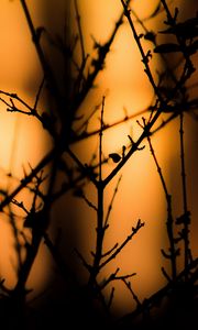 Preview wallpaper branches, silhouettes, dark