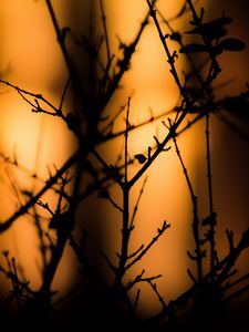 Preview wallpaper branches, silhouettes, dark