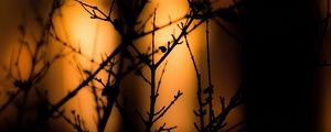 Preview wallpaper branches, silhouettes, dark