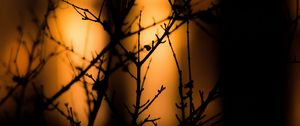 Preview wallpaper branches, silhouettes, dark