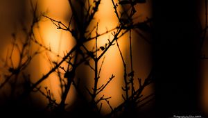 Preview wallpaper branches, silhouettes, dark
