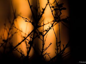 Preview wallpaper branches, silhouettes, dark