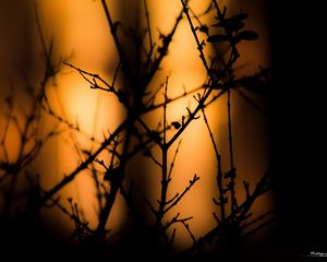 Preview wallpaper branches, silhouettes, dark