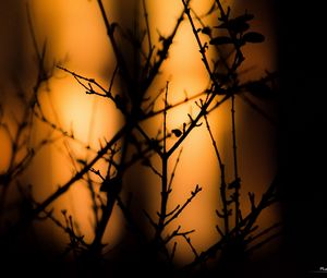 Preview wallpaper branches, silhouettes, dark