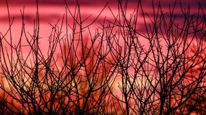 Preview wallpaper branches, silhouettes, sunset, nature