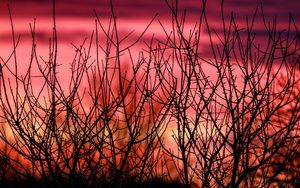 Preview wallpaper branches, silhouettes, sunset, nature