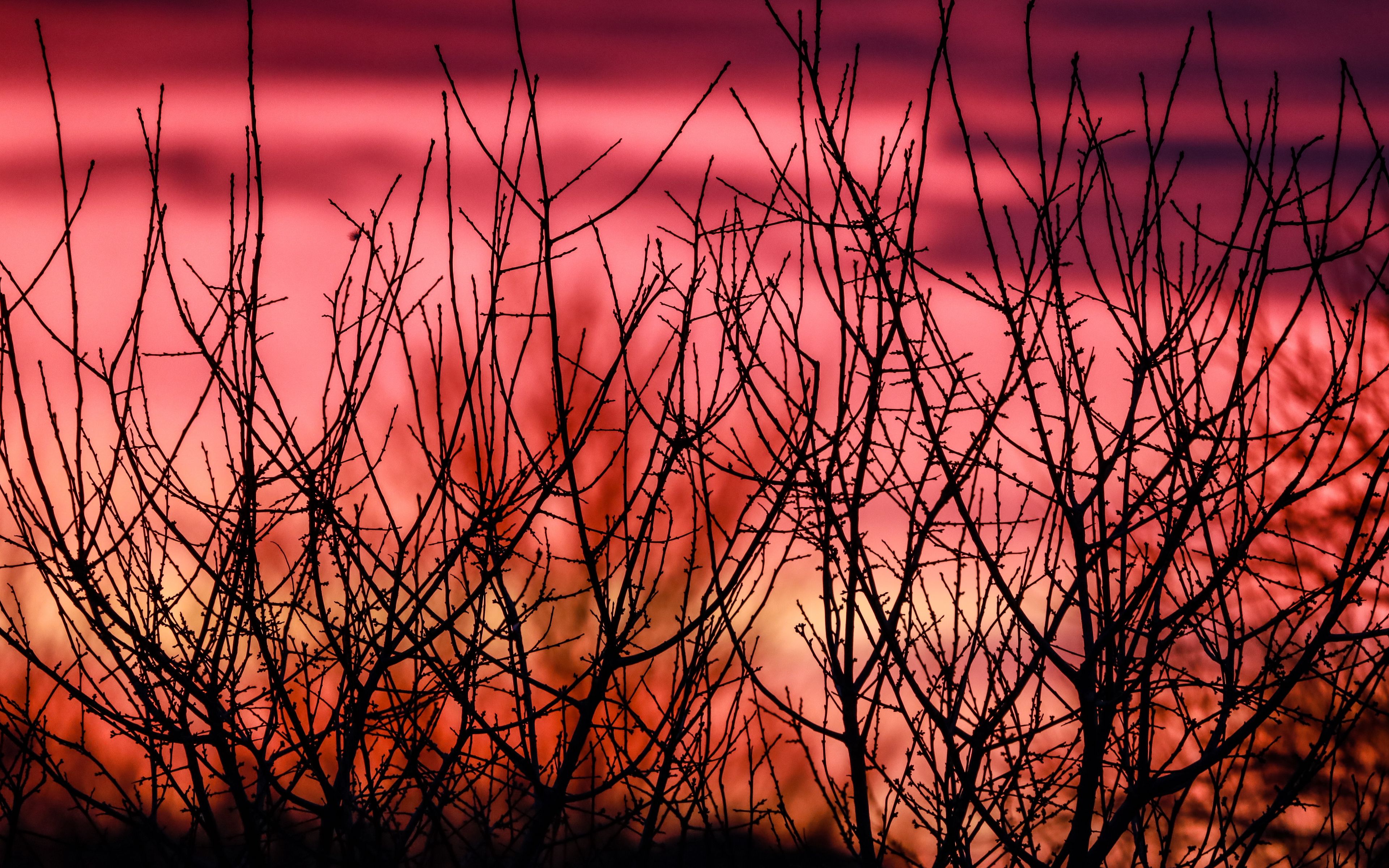 Download wallpaper 3840x2400 branches, silhouettes, sunset, nature 4k