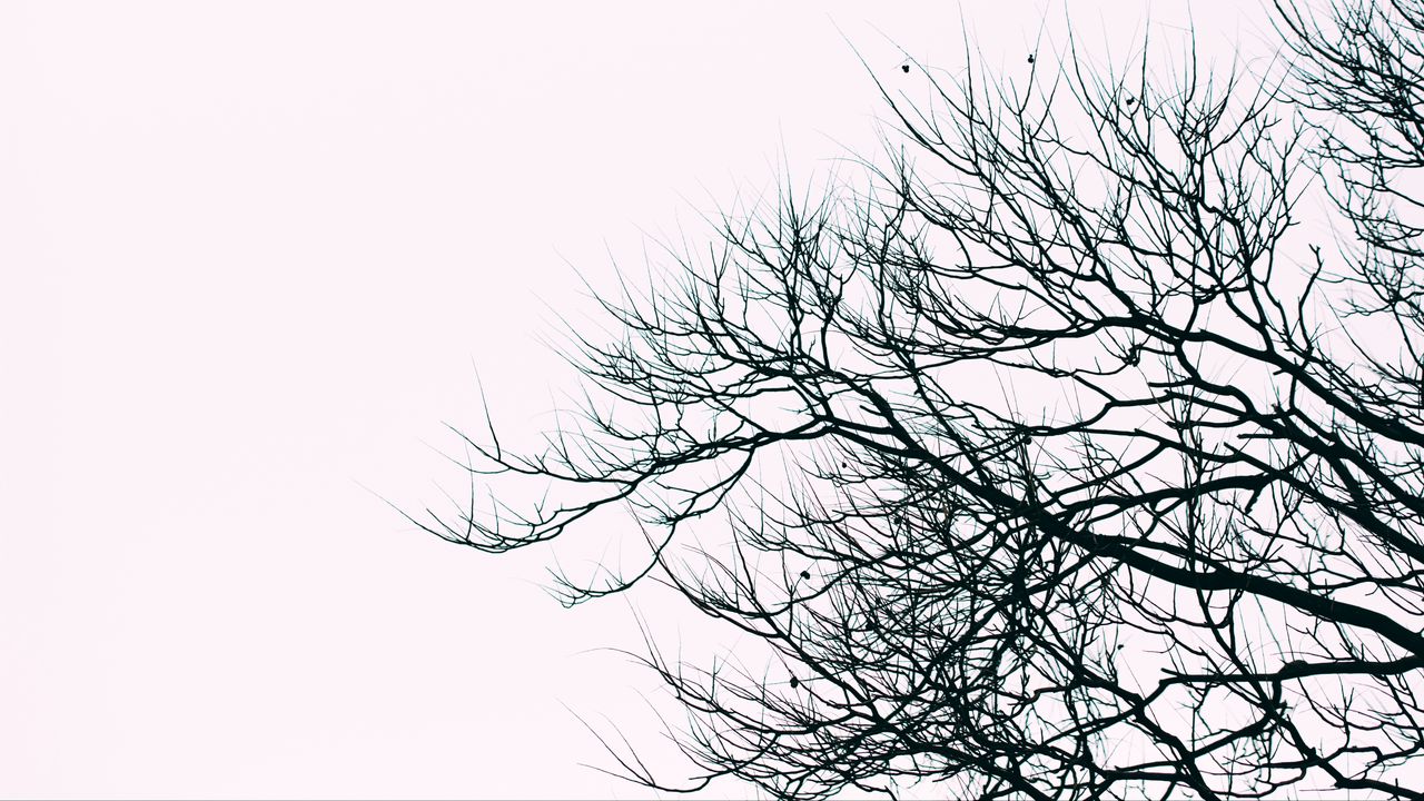 Wallpaper branches, sky, bw, minimalism