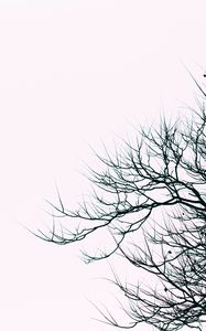 Preview wallpaper branches, sky, bw, minimalism