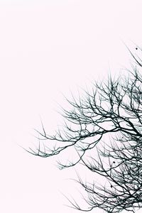 Preview wallpaper branches, sky, bw, minimalism