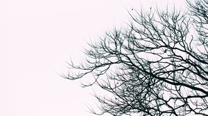 Preview wallpaper branches, sky, bw, minimalism