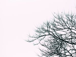 Preview wallpaper branches, sky, bw, minimalism