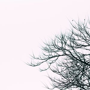 Preview wallpaper branches, sky, bw, minimalism