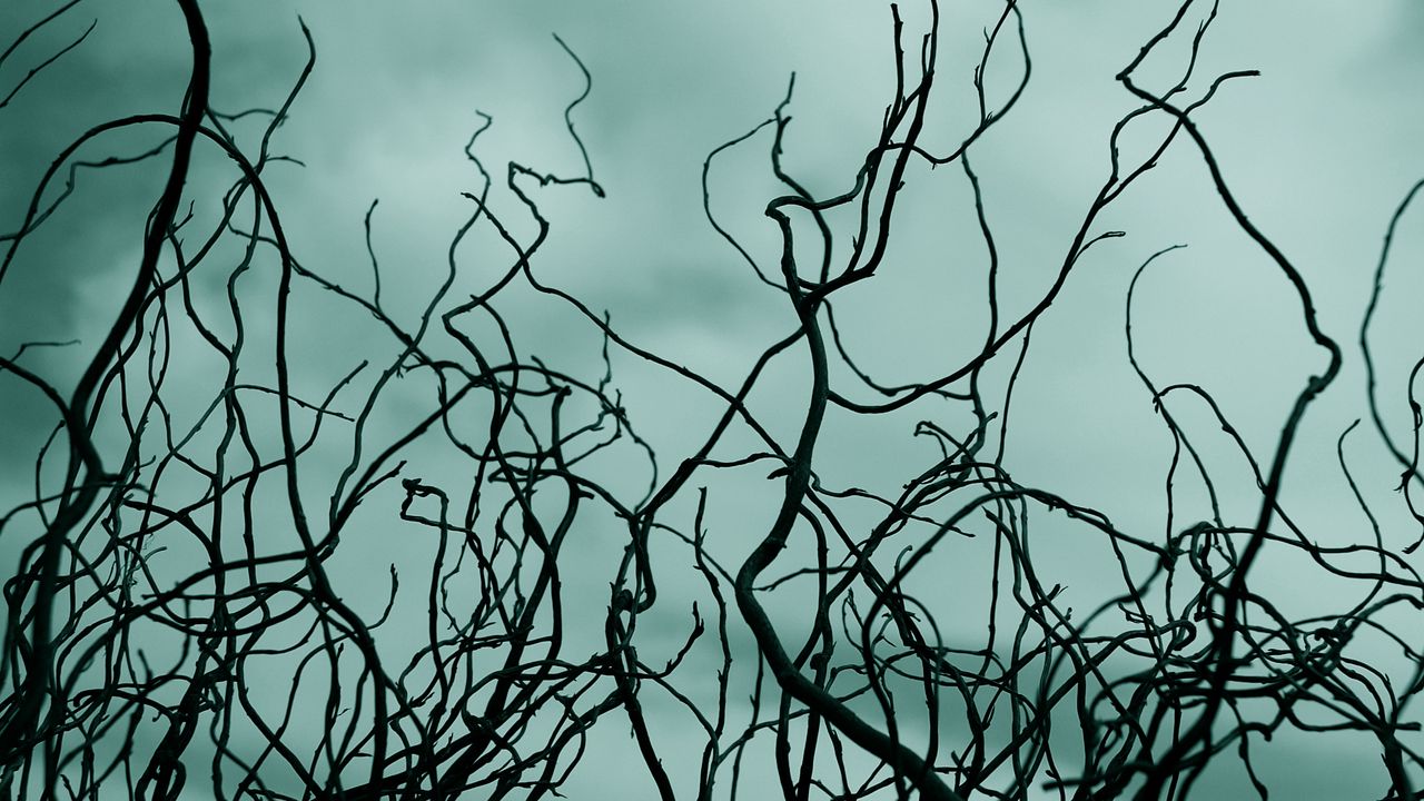 Wallpaper branches, sky, clouds, outlines