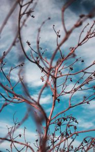 Preview wallpaper branches, sky, clouds, blur