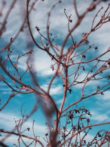 Preview wallpaper branches, sky, clouds, blur