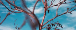 Preview wallpaper branches, sky, clouds, blur