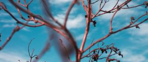 Preview wallpaper branches, sky, clouds, blur