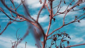 Preview wallpaper branches, sky, clouds, blur