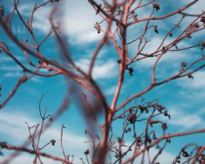 Preview wallpaper branches, sky, clouds, blur