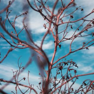 Preview wallpaper branches, sky, clouds, blur