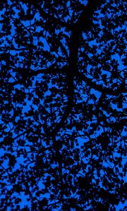 Preview wallpaper branches, sky, dark, tree, leaves, blue, pattern