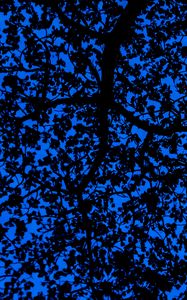 Preview wallpaper branches, sky, dark, tree, leaves, blue, pattern