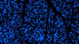 Preview wallpaper branches, sky, dark, tree, leaves, blue, pattern