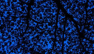 Preview wallpaper branches, sky, dark, tree, leaves, blue, pattern