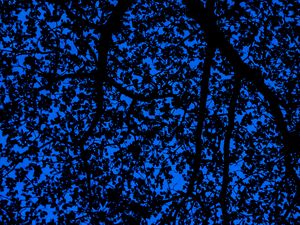 Preview wallpaper branches, sky, dark, tree, leaves, blue, pattern