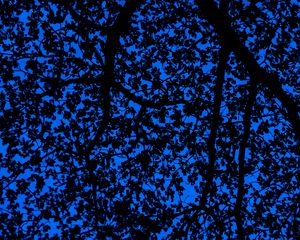 Preview wallpaper branches, sky, dark, tree, leaves, blue, pattern