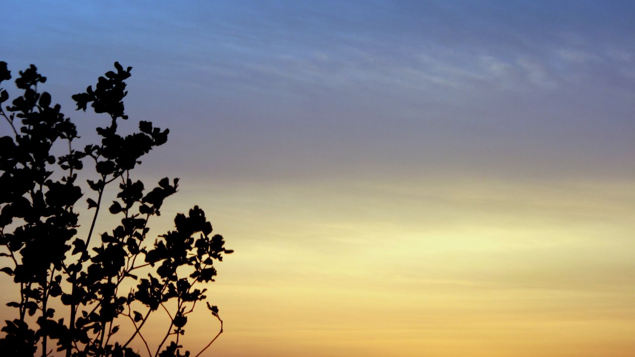 Wallpaper branches, sky, evening, silhouettes, dark