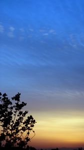 Preview wallpaper branches, sky, evening, silhouettes, dark