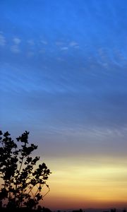 Preview wallpaper branches, sky, evening, silhouettes, dark