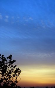 Preview wallpaper branches, sky, evening, silhouettes, dark