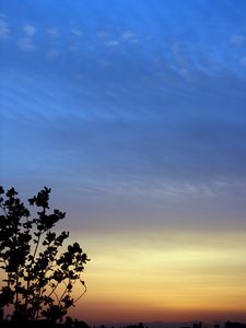 Preview wallpaper branches, sky, evening, silhouettes, dark