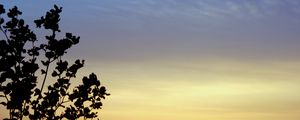 Preview wallpaper branches, sky, evening, silhouettes, dark