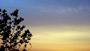 Preview wallpaper branches, sky, evening, silhouettes, dark