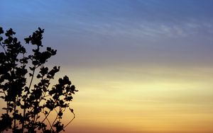 Preview wallpaper branches, sky, evening, silhouettes, dark