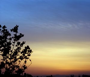 Preview wallpaper branches, sky, evening, silhouettes, dark