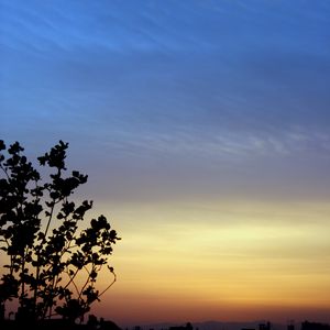 Preview wallpaper branches, sky, evening, silhouettes, dark